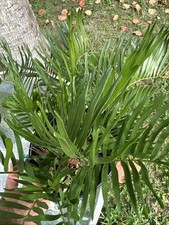 Live plant coontie for sale  Miami