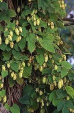 cascade hops for sale cascade hops for sale Russell