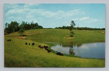 Postcard black angus for sale  Palmyra