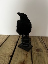 Taxidermy crow for sale  SELBY