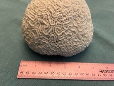 Fossilized natural brain for sale  Winston Salem