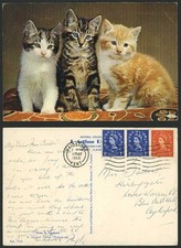 Beautiful kittens cats for sale  UK