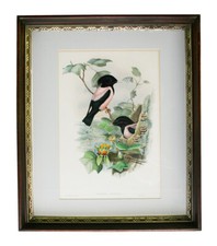 John gould original for sale  East Dennis