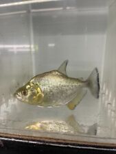 Gold diamond piranha for sale  Belleville