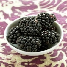 blackberries plant for sale blackberries plant for sale Lakeland