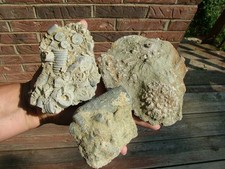 Crinoid fossils piece for sale  Resaca