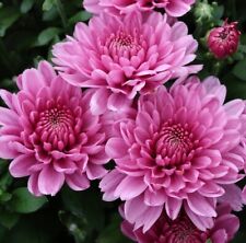 Winteraster anastasia chrysant gebraucht kaufen  Bad Zwischenahn