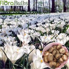 Crocus green white for sale  WISBECH