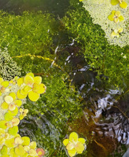 Aquarium terrassenteich pflanz gebraucht kaufen  Fürth