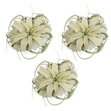 Tillandsia xerographica pack for sale  Hialeah