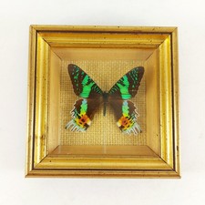 Madagascar sunset moth for sale  NORWICH
