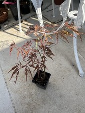 acer dissectum for sale acer dissectum for sale DARTFORD