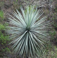 Dasylirion lucidum albero usato  Napoli