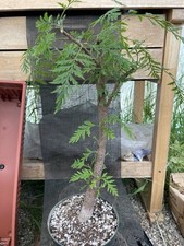 Grevillea robusta southern for sale  Gilroy