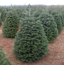 Nordmam fir tree for sale  STRABANE