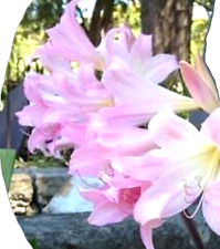 Amaryllis belladonna pink for sale  Armington