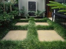 Regular mondo grass for sale  Salem