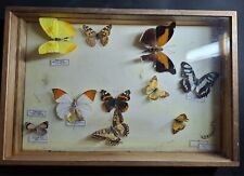 Entomologie taxidermie vérita d'occasion  Château-la-Vallière
