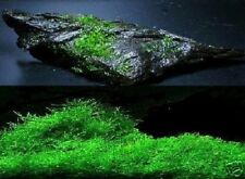 Schönster unterwasserfarn aqu gebraucht kaufen  Kaiserslautern