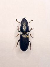 Entomology taxidermy carabidae usato  Roma