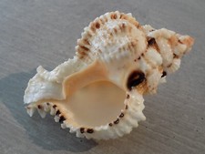 Shell new muricidae d'occasion  Expédié en Belgium