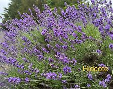 Hidcote lavender plant for sale  Gastonia