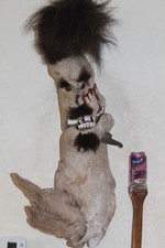Curiousity wild boogy for sale  Brandon