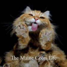 Maine coon life for sale  DUNFERMLINE