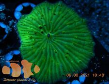 Watermelon green disco for sale  El Mirage