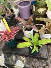 Bromeliads crypts milk for sale  Bogue Chitto