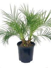 Phoenix roebellini pygmy for sale  USA