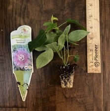 Incense passion flower for sale  Bossier City