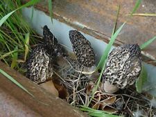 Black morel mushroom for sale  Brookfield