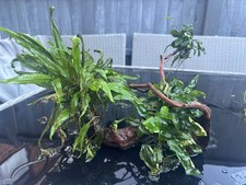 Aquarium driftwood java for sale  LIVERPOOL