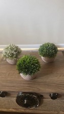 Set assorted succulent for sale  Hialeah