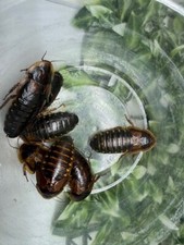 Dubia feeder roaches for sale  Wildomar