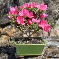 Brussel bonsai satsuki for sale  Miami