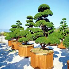 Japanese spreading yew for sale  Lincolnton