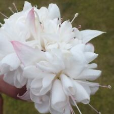 Giant trailing fuchsia for sale  BELLSHILL