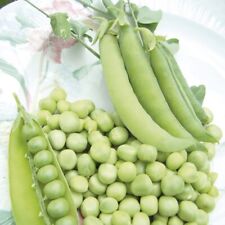 Pois nain petit d'occasion  Luzech