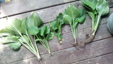 Hosta plants solid for sale  Bowling Green