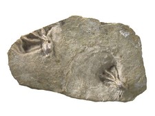 Karbon dichocrinus multiplex gebraucht kaufen  Erlangen