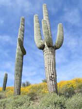 Saguaro carnegiea gigantea for sale  SUTTON COLDFIELD