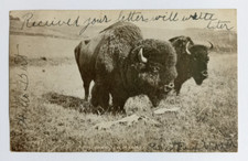 bison idaho for sale bison idaho for sale Saint Petersburg