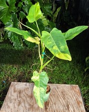 Philodendron domesticum varieg for sale  Hollywood