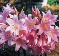 Mature amaryllis belladonna for sale  Jamestown