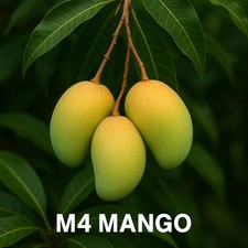Mango scion cuttings for sale  Hialeah