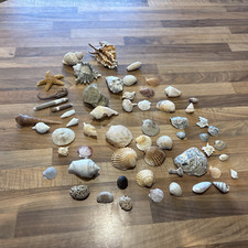 sea shells for sale sea shells for sale YEOVIL