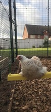 Chicken swing fowl for sale  NEWARK