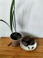 Fresh medjool date for sale  LONDON